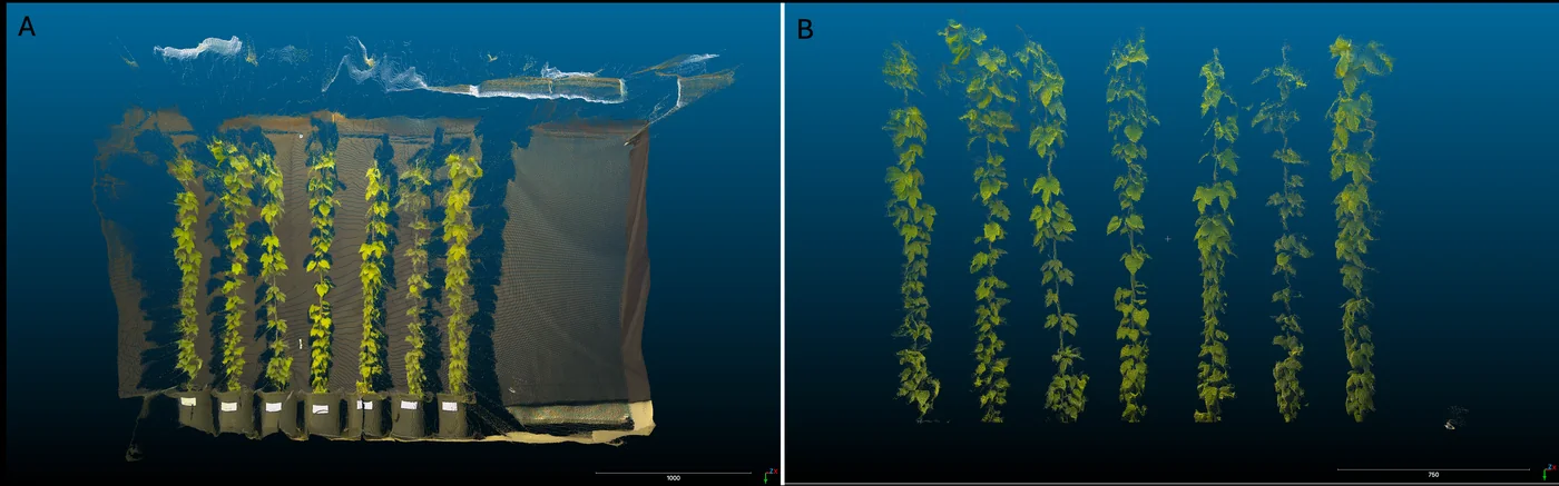 3D camera point cloud before and after individual plant segmentation