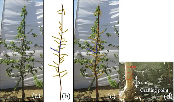 Figure 3 from Zhang et al.: apple tree images, digitized branches, and trunk diameter measurements