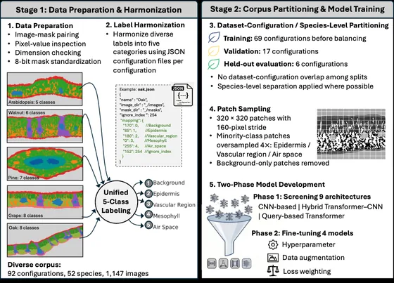 Leaf-CT training workflow: data preparation and label harmonization, corpus partitioning, patch sampling, and model training
