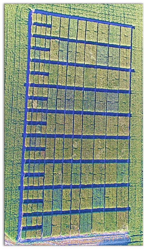 Overhead UAV image showing individual crop breeding plots